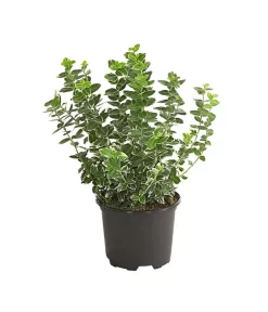 Spindelstrauch 'Emerald Gaiety'