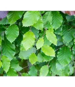 10 Meter Rotbuche, 50 X Ca. 100-125 Cm -Gartenbedarf Geschäft 7185077 FagusSylvaticaDetailLuckner 1