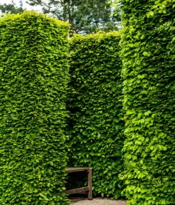 15 Meter Rotbuche, 60 X Ca. 125-150 Cm -Gartenbedarf Geschäft 7185093 WE MO 002 RotbucheFagusSylvatica