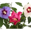 Hibiskus-Trio - Garten-Eibisch