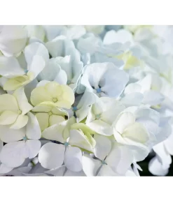 Bauern-Hortensie 'Avantgarde', Blau