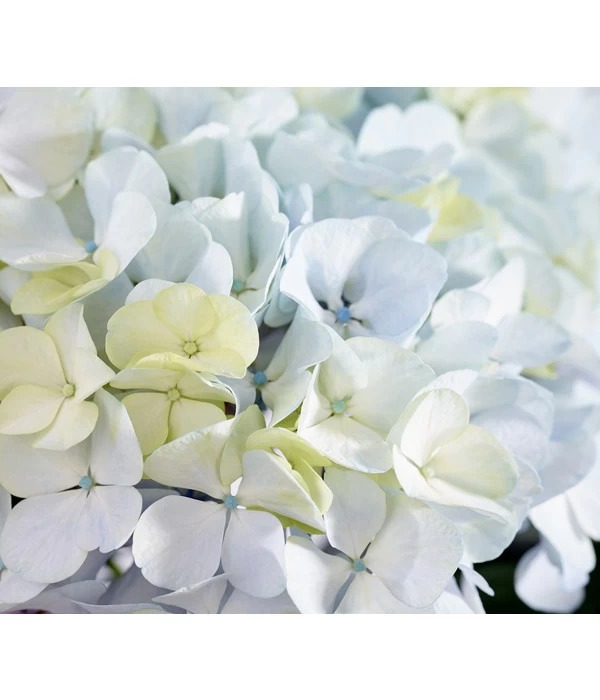 Bauern-Hortensie 'Avantgarde', Blau 1 Bauern-Hortensie 'Avantgarde', Blau