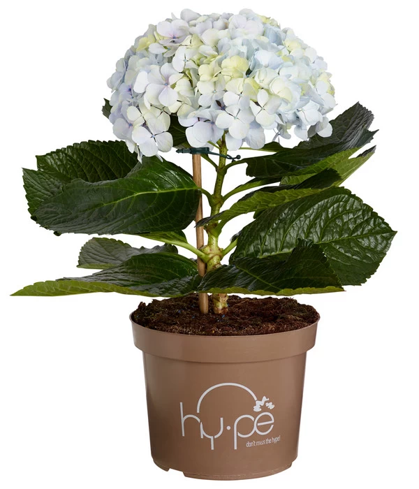 Bauern-Hortensie 'Avantgarde', Blau 2 Bauern-Hortensie 'Avantgarde', Blau – Bild 2