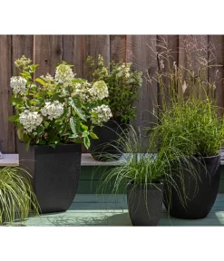 Rotstielige Rispen-Hortensie 8 Rotstielige Rispen-Hortensie -Gartenbedarf Geschäft 7225089 WE MO 002 Hortensien GC11 2020