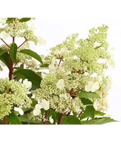Rotstielige Rispen-Hortensie 11 Rotstielige Rispen-Hortensie -Gartenbedarf Geschäft 7225550 PR DE 001 HortensieHydrangeaComtesseBlanche5LDehnerExpressHerzig