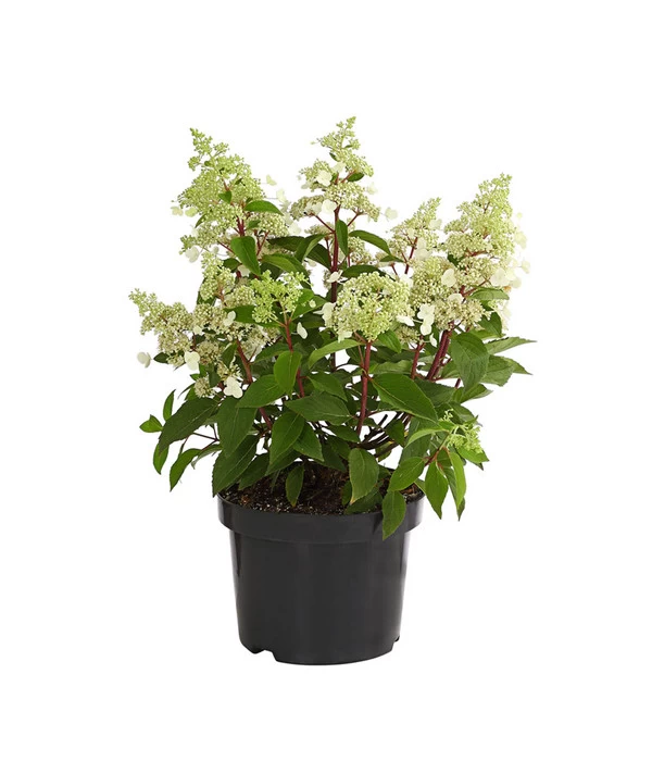 Rotstielige Rispen-Hortensie 2 Rotstielige Rispen-Hortensie – Bild 2