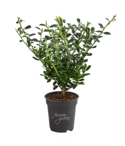 Japanische Stechpalme 'Glory Gem'