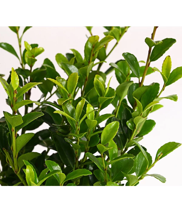 Japanische Stechpalme 'Glory Gem' 2 Japanische Stechpalme 'Glory Gem' – Bild 2
