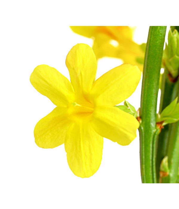 Winter-Jasmin 3 Winter-Jasmin – Bild 3