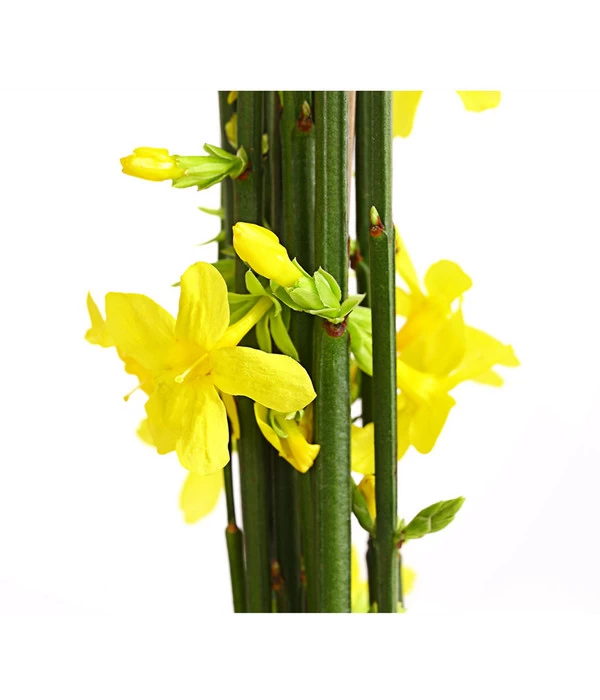 Winter-Jasmin 2 Winter-Jasmin – Bild 2