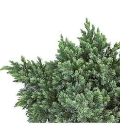 Schuppen-Wacholder 'Blue Star' -Gartenbedarf Geschäft 7253826 PR DE 001 JuniperusBlueStar3LDehnerExpressHerzig