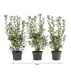 1 Meter Purpur-Glanzmispel 'Carre Rouge', 3 X Ca. 60 Cm