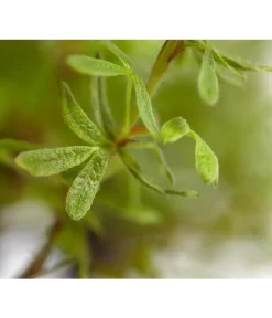 Fingerstrauch -Gartenbedarf Geschäft 7353790 WE DE 001 FingerstrauchPotentillaFruticosaRedAceDehnerExpressZS