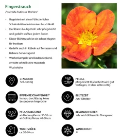 Fingerstrauch -Gartenbedarf Geschäft 7353790 WE IG 001 Fingerstrauch