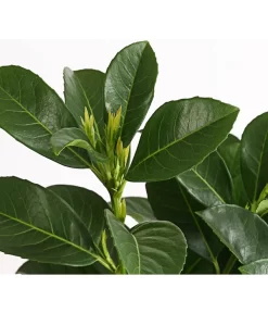 Kirschlorbeer 'Etna' -Gartenbedarf Geschäft 7358484 WE DE 001 PrunusLaurocerasusEtnaKirschlorbeer5LDehnerExpressHerzig