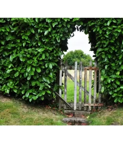 Kirschlorbeer 'Etna' -Gartenbedarf Geschäft 7359706 WE MO 001 KirschlorbeerPrunusLaurocerasusPixabay