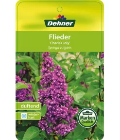 Flieder 'Charles Joly' -Gartenbedarf Geschäft 7492671 FliederCharlesJoy Etikett 1