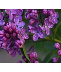 Flieder 'Charles Joly'