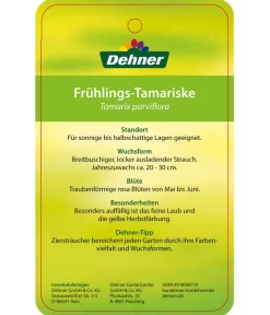 Frühlings-Tamariske -Gartenbedarf Geschäft 7495427 Fruehlings Tamariske Etikett 2