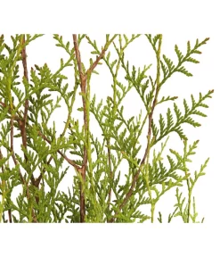 8 Meter Lebensbaum 'Brabant', 20 X Ca. 125-150 Cm -Gartenbedarf Geschäft 7511009 WE DE 001 LebensbaumThujaOccidentalisBrabant3L