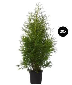 8 Meter Lebensbaum 'Brabant', 20 X Ca. 125-150 Cm