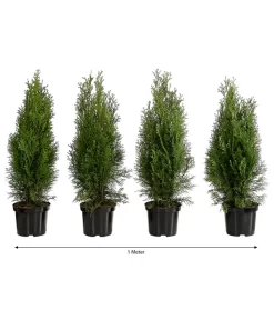1 Meter Lebensbaum 'Smaragd', 4 X Ca. 60-70 Cm