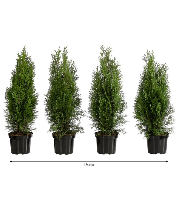 1 Meter Lebensbaum 'Smaragd', 4 X Ca. 60-70 Cm 1 1 Meter Lebensbaum 'Smaragd', 4 X Ca. 60-70 Cm