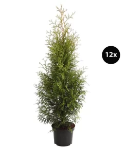 7 Meter Lebensbaum 'Brabant', 12 X Ca. 140-160 Cm