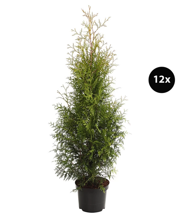 7 Meter Lebensbaum 'Brabant', 12 X Ca. 140-160 Cm 1 7 Meter Lebensbaum 'Brabant', 12 X Ca. 140-160 Cm