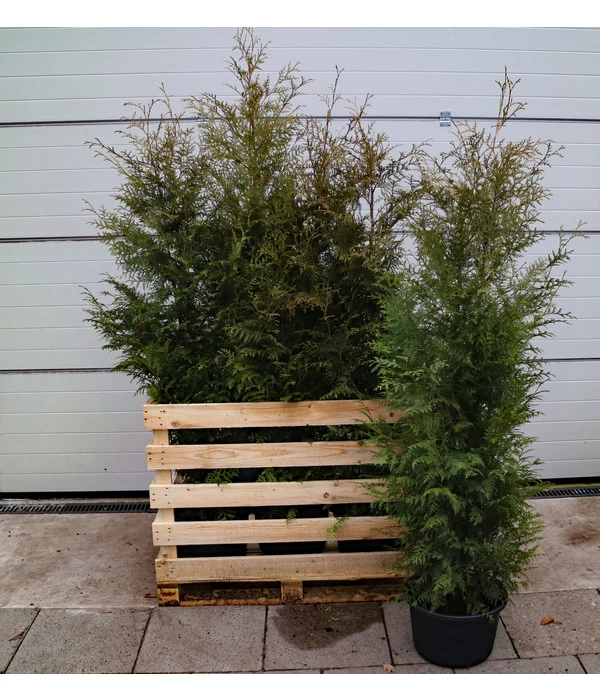 7 Meter Lebensbaum 'Brabant', 12 X Ca. 140-160 Cm 2 7 Meter Lebensbaum 'Brabant', 12 X Ca. 140-160 Cm – Bild 2