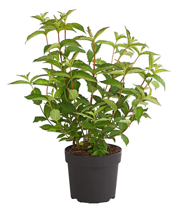 Weigelie 'Bristol Ruby' 2 Weigelie 'Bristol Ruby' – Bild 2