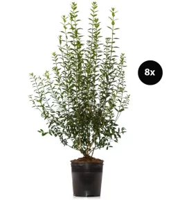 4 Meter Wintergrüner Liguster 'Atrovirens', 8 X Ca. 150-175 Cm