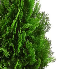 XXL Lebensbaum 'Pyramidalis Aurea', Ca. 125-150 Cm -Gartenbedarf Geschäft 7550759 WE DE 001 ThujaPyramidalisXXL