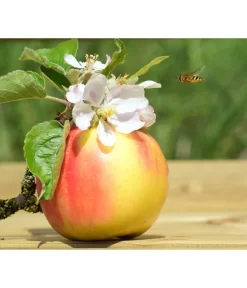 Zwergapfel 'Galina' -Gartenbedarf Geschäft 7604697 WE MO 002 ApfelGalinaZwergPixabay