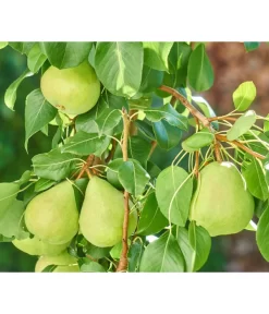 Zwergbirne 'Luisa' -Gartenbedarf Geschäft 7611999 WE DE 003 PyrusZwergbirneBirnePixabay