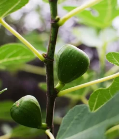 Bio Echte Feige 'Gustissimo® Perretta®' -Gartenbedarf Geschäft 7612666 WE DE 001 FicusFeigeBioGustissimoPerrettaAllgreen