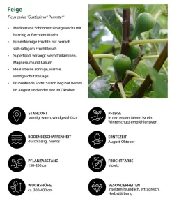 Bio Echte Feige 'Gustissimo® Perretta®' -Gartenbedarf Geschäft 7612666 WE IG 001 FeigeFicuscaricaGustissimiPerretta