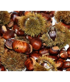 Esskastanie 'Bouche Rouge'