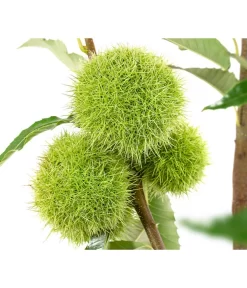 Esskastanie 'Bouche Rouge' -Gartenbedarf Geschäft 7621964 WE DE 002 CastaneaSativaBocheRougeEsskastanie