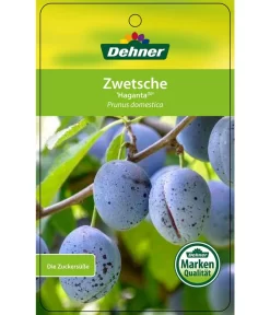 Zwetschge 'Haganta' -Gartenbedarf Geschäft 7662257 ZwetscheHaganta Etikett 1