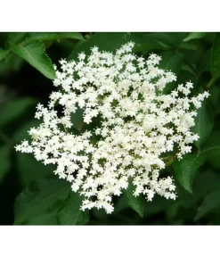 Großfruchtiger Holunder 'Haschberg' 6 Großfruchtiger Holunder 'Haschberg' -Gartenbedarf Geschäft 7662760 PR DE 002 SambucusHolunderHaschbergPixabay