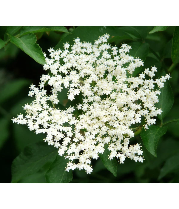 Großfruchtiger Holunder 'Haschberg' 3 Großfruchtiger Holunder 'Haschberg' – Bild 3