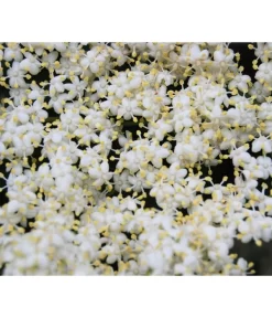 Großfruchtiger Holunder 'Haschberg' 7 Großfruchtiger Holunder 'Haschberg' -Gartenbedarf Geschäft 7662760 WE DE 003 SambucusHolunderBluete