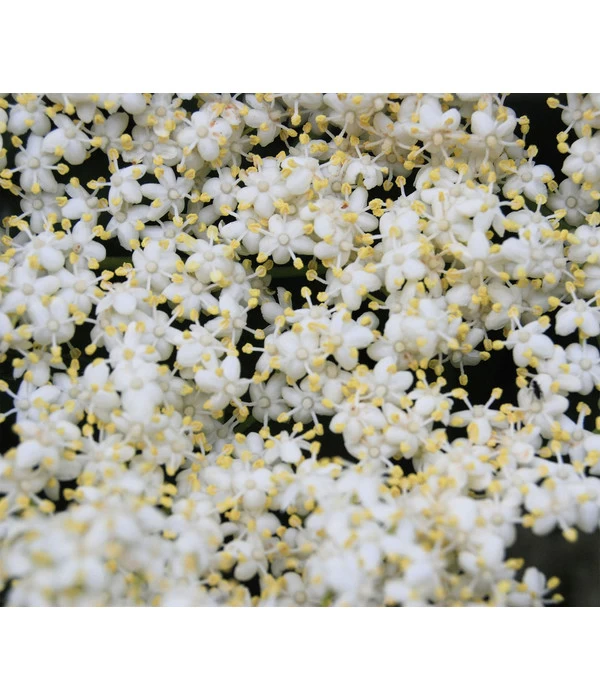 Großfruchtiger Holunder 'Haschberg' 4 Großfruchtiger Holunder 'Haschberg' – Bild 4