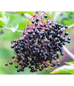 Großfruchtiger Holunder 'Haschberg'