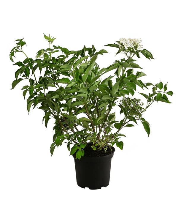 Großfruchtiger Holunder 'Haschberg' 2 Großfruchtiger Holunder 'Haschberg' – Bild 2