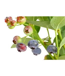 Dehner Gourmet Garten Heidelbeere 'Spartan' -Gartenbedarf Geschäft 7665508 PR DE 002 GourmetGartenHeidelbeereSpartan3LiterDehnerExpressHerzig