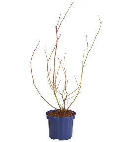 Dehner Gourmet Garten Heidelbeere 'Spartan' -Gartenbedarf Geschäft 7665508 WE FS 001 GGHeidelbeereSparten3L