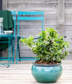 Dehner Gourmet Garten Heidelbeere 'Spartan' -Gartenbedarf Geschäft 7665508 WE MO HeidelbeereSpartan