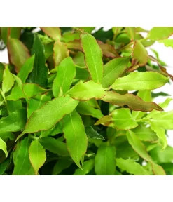 4-Monats-Heidelbeere 'Lucky Berry®' -Gartenbedarf Geschäft 7665847 WE DE 04 VacciniumHeidelbelbeereLuckyBerry5L